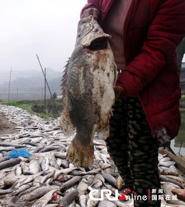 湖南鱼塘鱼群疑遭毒死，独特小店偶遇与隐秘小巷中的鱼塘悲剧