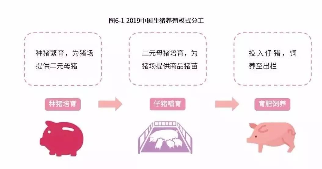 最新猪,决策支持方案_时尚版94.841
