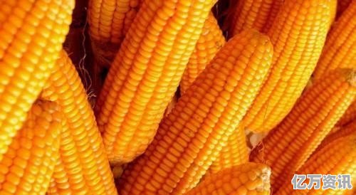 东北玉米价格最新走势动态及分析