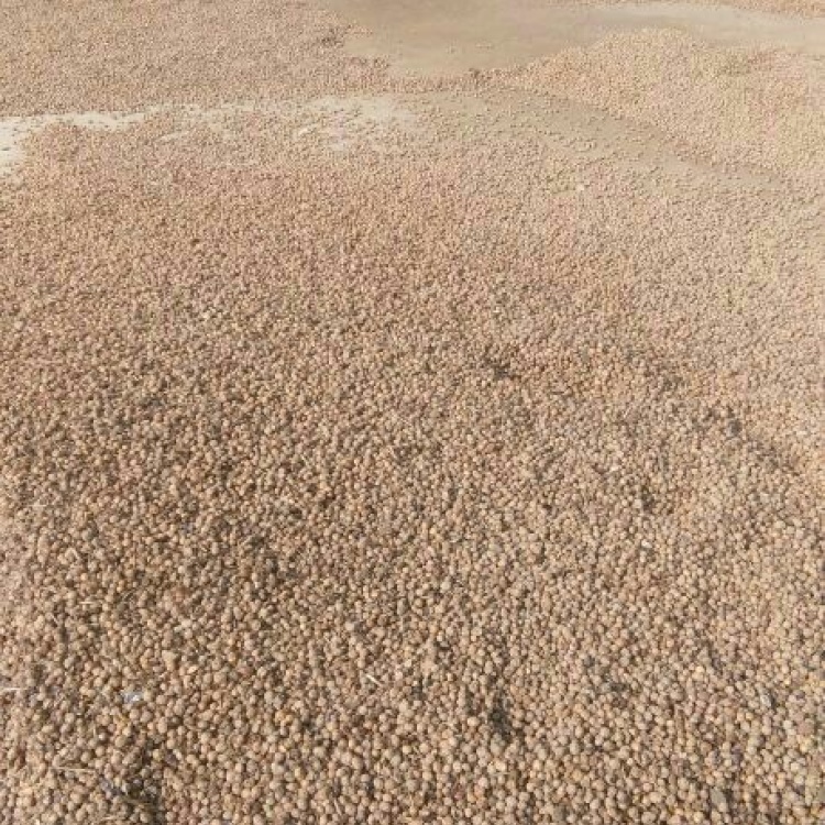 最新油沙豆市场价格动态，洞悉市场趋势，把握商机